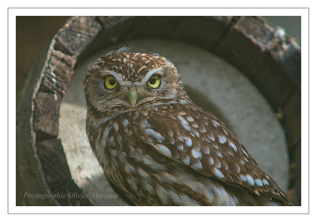Chevèche d'Athéna - Athene noctua - Little Owl
