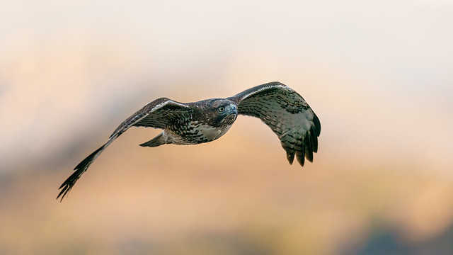 Juvenile Red-tailed Hawk In Flight