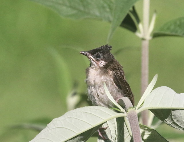 Young Red-whiskered Bulbul