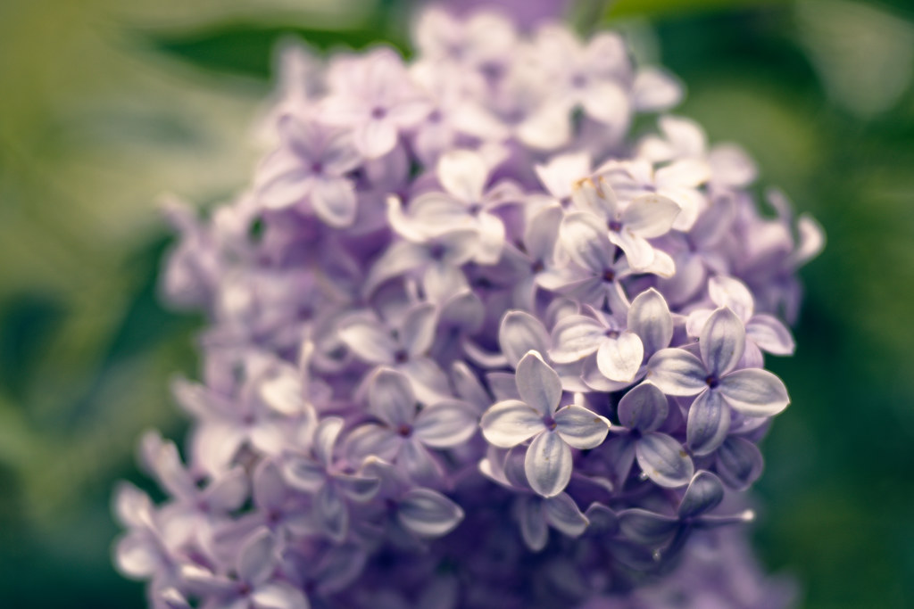 Light purple Lilac