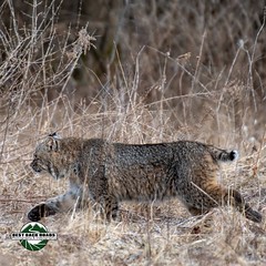 Bobcat (Lynx rufus) 04/02/2024 #bobcat #meow #kitty #bestbackroad #bestbackroads #natgeoyourshots #natgeo #rutlandcountyvt #washingtoncountyny #whitehallny #adventurephotography #roadphotography #nikon #naturetherapy #newengland #newyork #yorkmont #westh