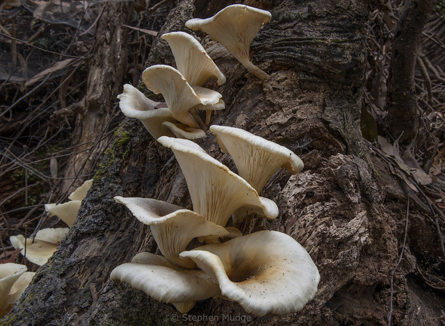 Ghost Fungi (Omphalotus nidiformis)