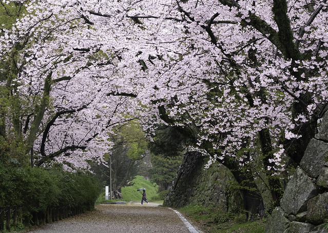 Sakura and Castle Wall