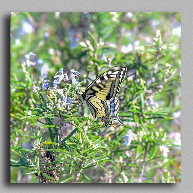 Machaon ou Grand porte-queue Papilio machaon