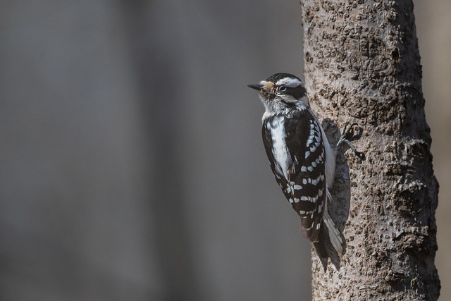 Downy woodpecker ♀︎