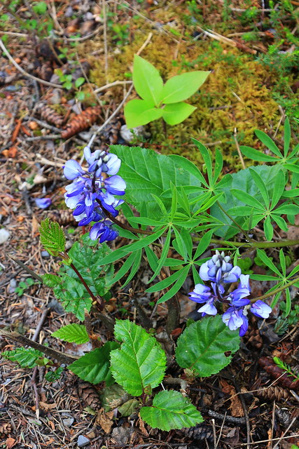 Flowers along trail