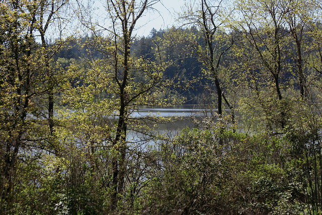 Lake Through Oaks Early April