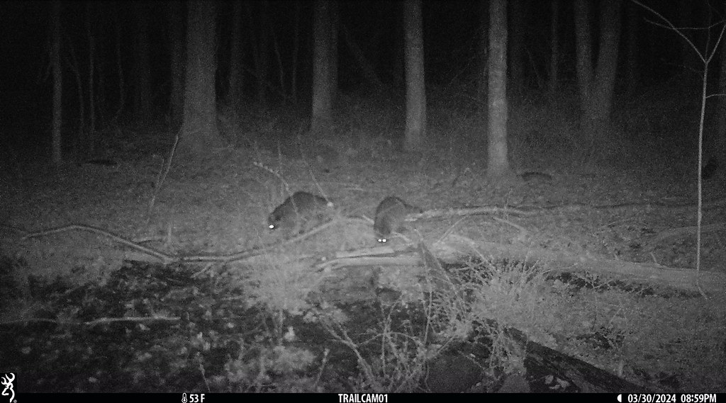 Two raccoons