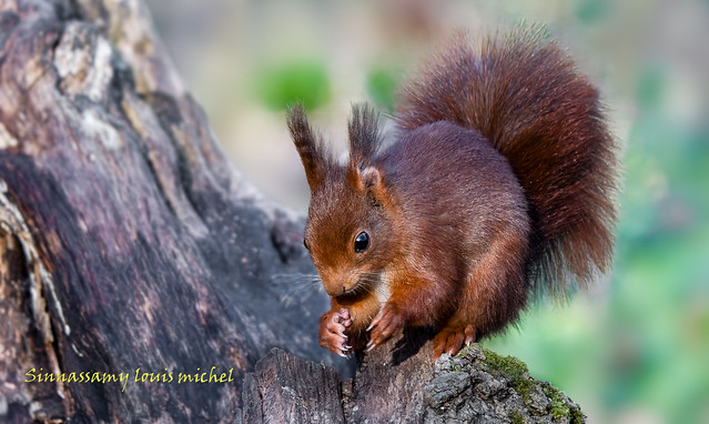 Red squirrel / Écureuil roux