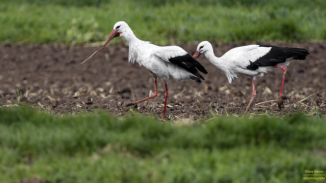 Weißstorch / white stork / Ciconia ciconia