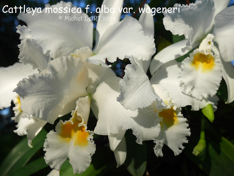 Cattleya mossiae f. alba (var wagereni) 53665189424_f8fa3401af_c