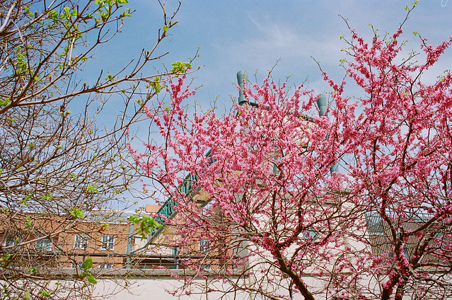 Spring Tree at Penn's Landing