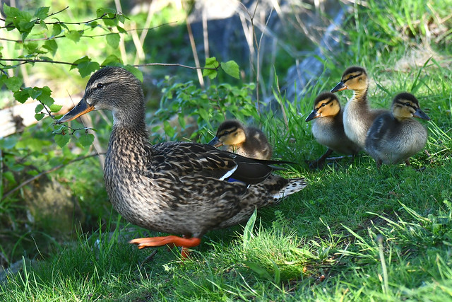 Mum & her ducklings