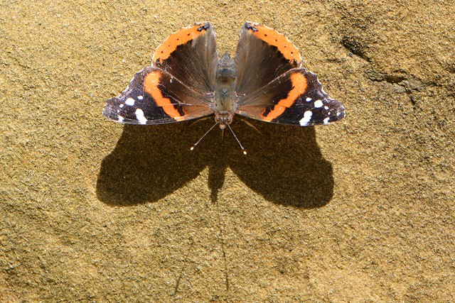Red Admiral butterfly on a sandstone outcrop