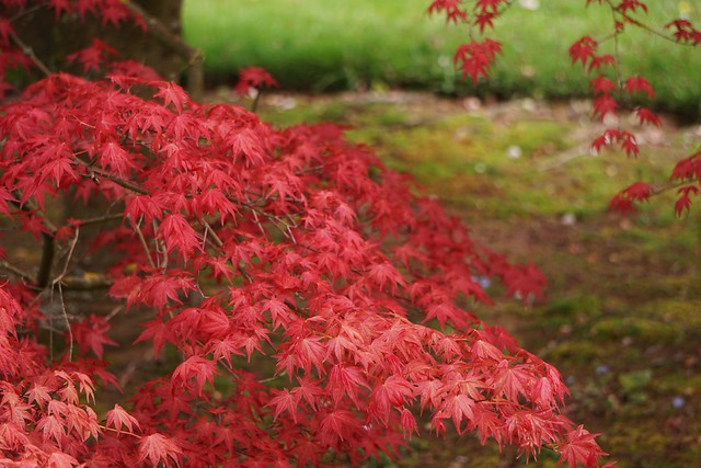 Red Acer tree