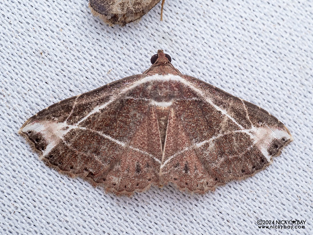 Moth (Zurobata fissifascia) - P3125434