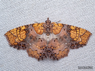 Moth (Tamba euryodia) - P3115238