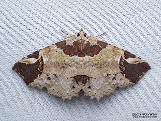 Moth (Tamba lahera) - P3115242
