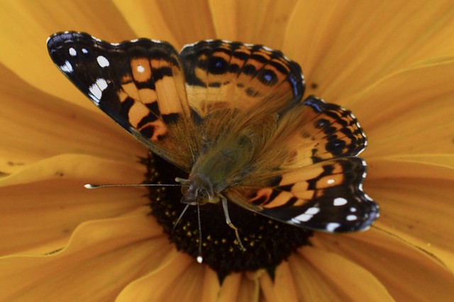 American Lady Butterfly on Black Eyed Susan flower