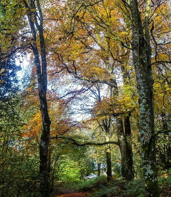 donore woodlands - westmeath