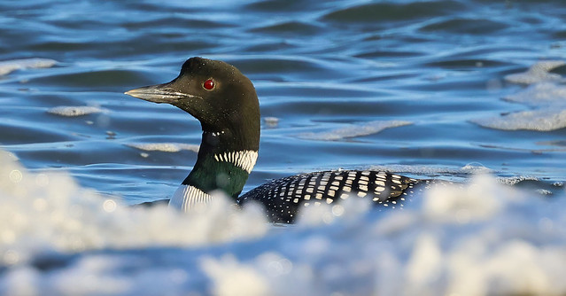 Common Loon...IM8A3234AT