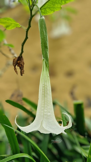 Trompetero ( Brugmansia suaveolens )