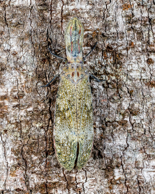 Peanut-head Bug hiding in plain sight on the bark