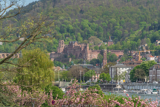 Blooming April View at Heidelberg Castle 2024 III