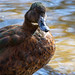 The «Rouen» duck, a hybrid Mallard duck, male