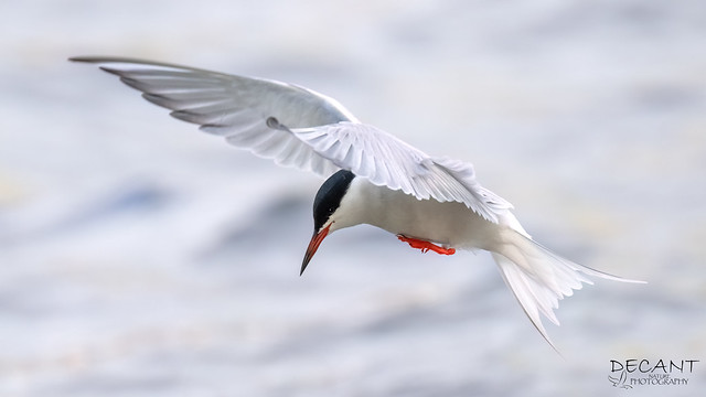 Visdief  Common Tern, Sterna hirundo - Sterns (Sternidae)