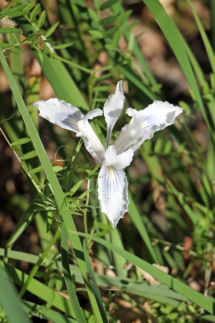 Sonoma Iris I