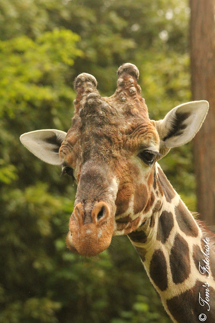 Netzgiraffe (Giraffa reticulata)