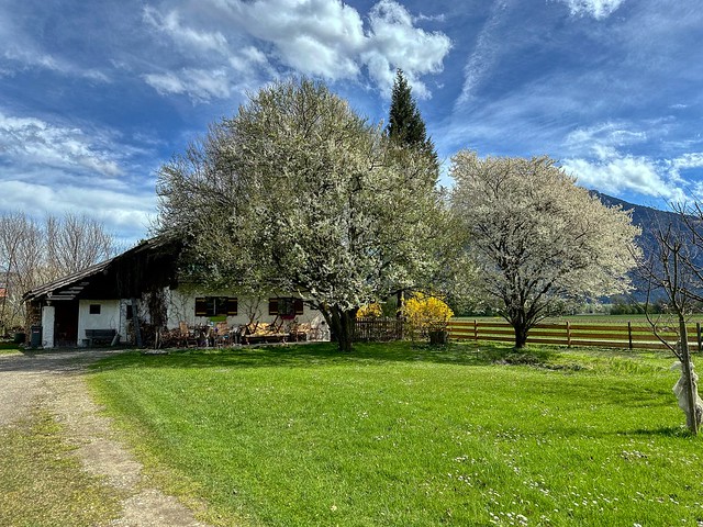 Flowering trees in spring in a garden near Oberaudorf in Bavaria, Germany