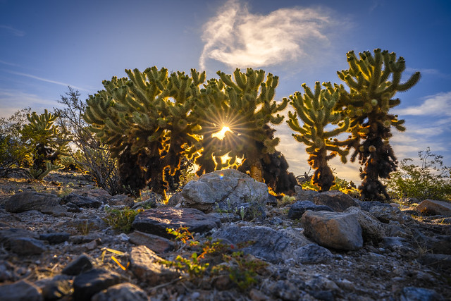 Joshua Tree National Park Cholla Cactus Garden Fuji Sony A7R4 Gmaster 16-35mm Lens F2.8 Sunset HDR Fine Art Landscape Photography California Desert Southwest! Dr. Elliot McGucken 45EPIC Master Medium Format Photographer Sony JTNP