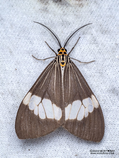 Tiger moth (Nyctemera pagenstecheri) - P3114055