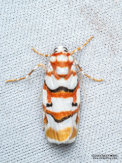 Lichen moth (Cyana malayensis) - P3103500