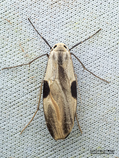 Lichen moth (Macotasa sp.) - P3103648