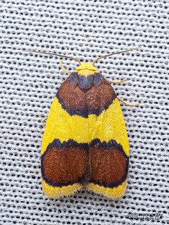 Lichen moth (Scaptesyle aurigena) - P3103492