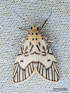 Lichen moth (Ammatho syntypica) - P3102805