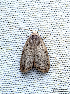 Lichen moth (Lithosiini) - P3092268b