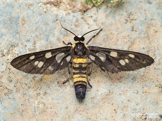 Handmaiden moth (Auriculoceryx sp.) - P3091954