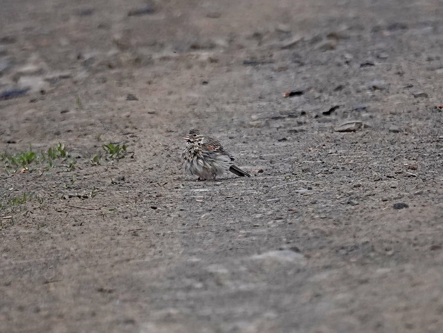 Vesper Sparrow, Kittitas County, WA 4/18/24