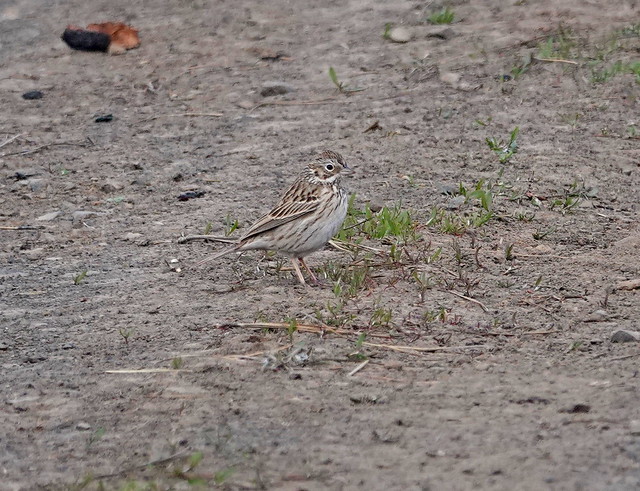 Vesper Sparrow, Kittitas County, WA 4/18/24