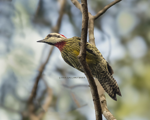 Xiphidiopicus percussus / Cuban green woodpecker / Carpintero verde