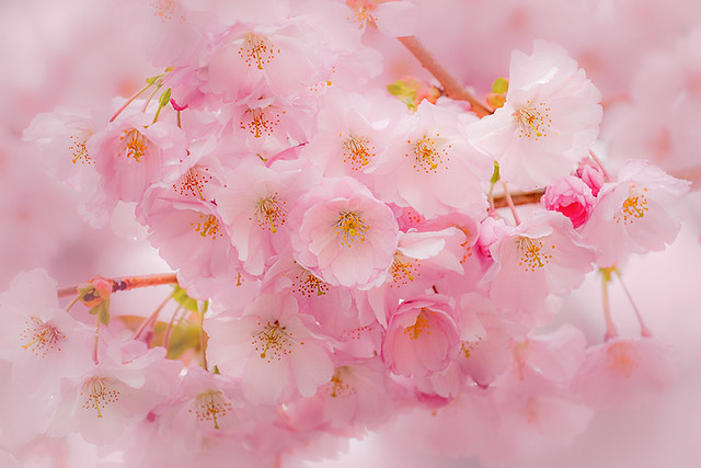 Cherry flowers blossom