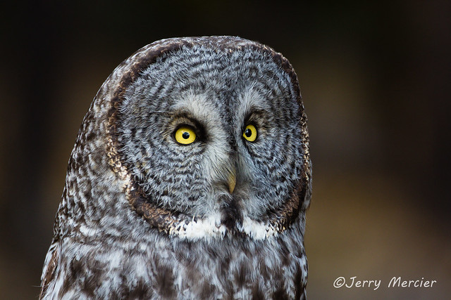 _VM_9995 - Great gray owl