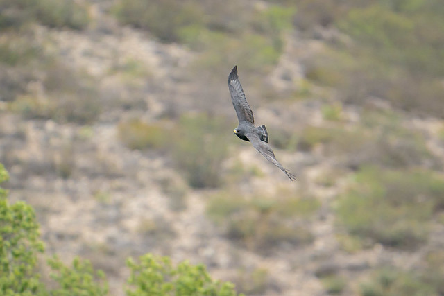 Fly Zone (Zone-tailed Hawk)