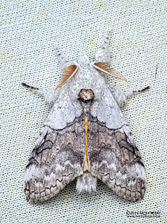 Tussock moth (Calliteara horsfieldii) - P3103182