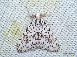 Tussock moth (Lymantria sp.) - P3092398
