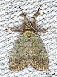 Tussock moth (Ilema sp.) - P3092354